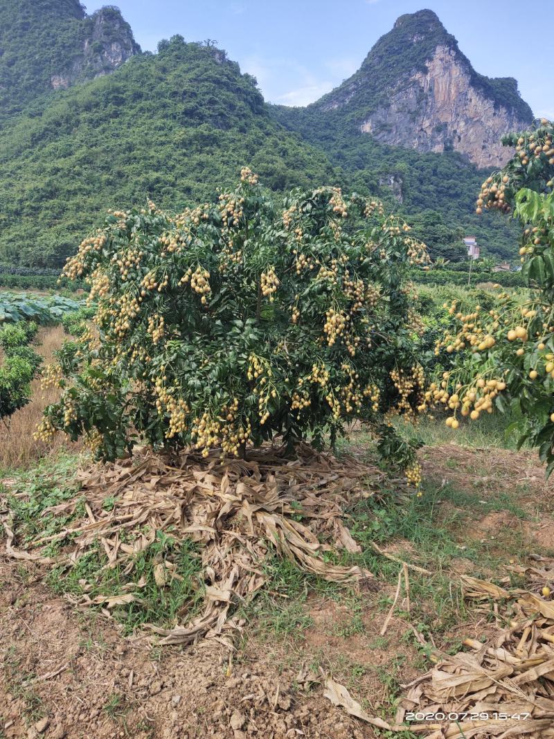 大鸡心黄皮果，黑黄皮果无核黄皮果正值上市。欢迎老板采购，