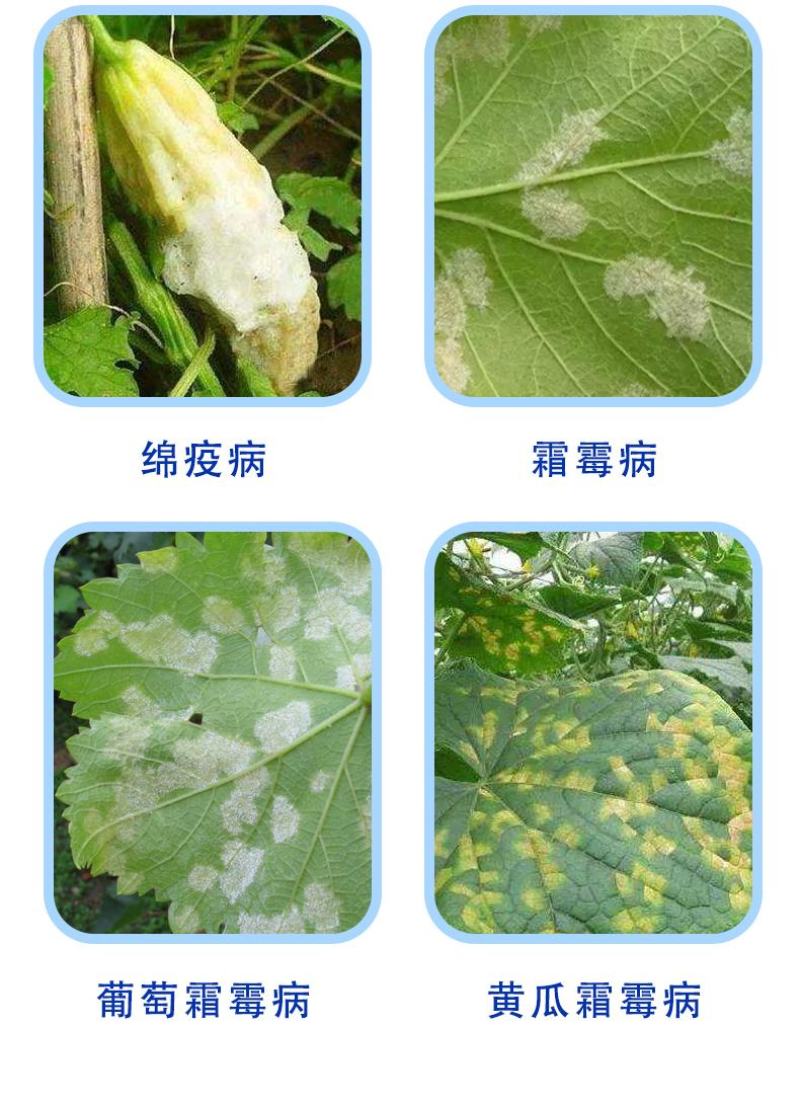 烯酰霜尿氰50%原厂原证100克疫病霜霉病