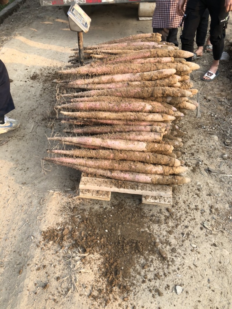 实力供货，广西贺州淮山大量上市，产地直供