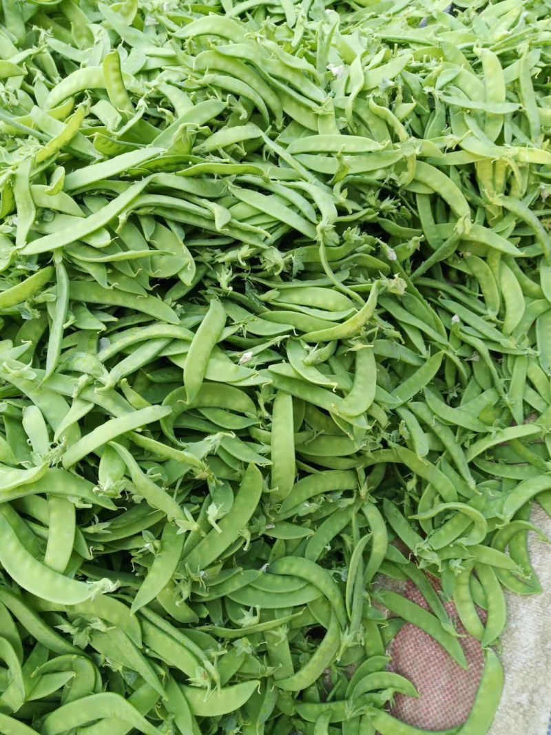 万亩荷兰豆产地直供，欢迎大家采购