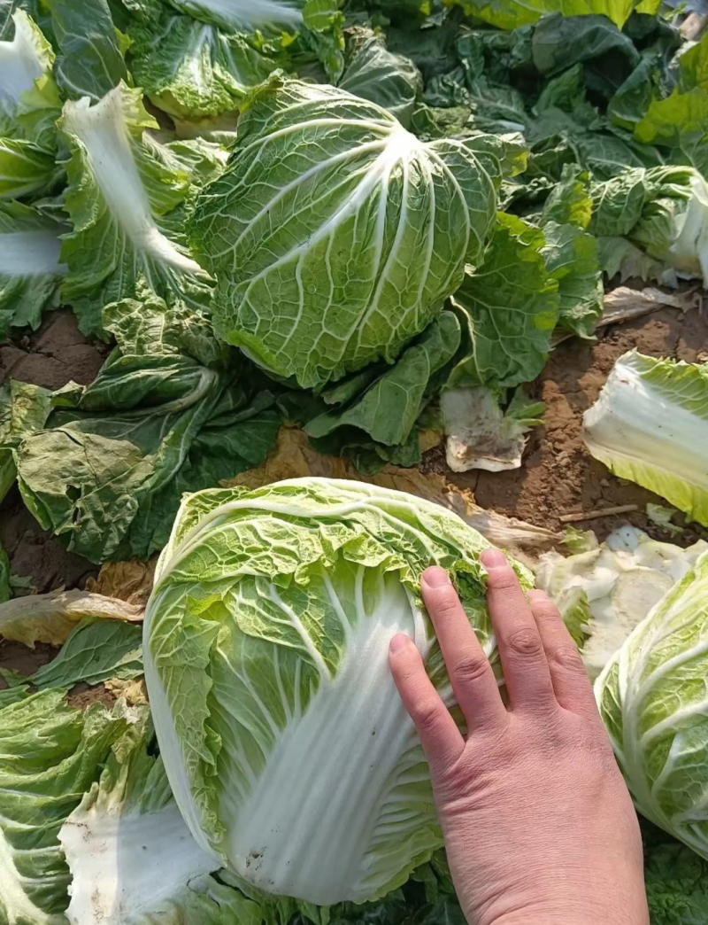 （推荐白菜）冷库新乡小包、鸡腿白菜、东京系列、视频看货