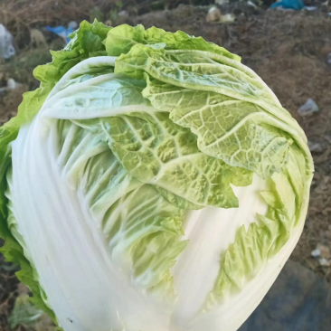 （推荐白菜）冷库新乡小包、鸡腿白菜、东京系列、视频看货