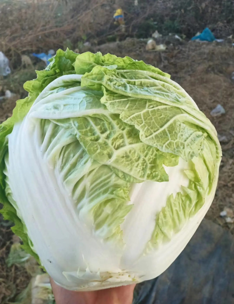 （推荐白菜）冷库新乡小包、鸡腿白菜、东京系列、视频看货