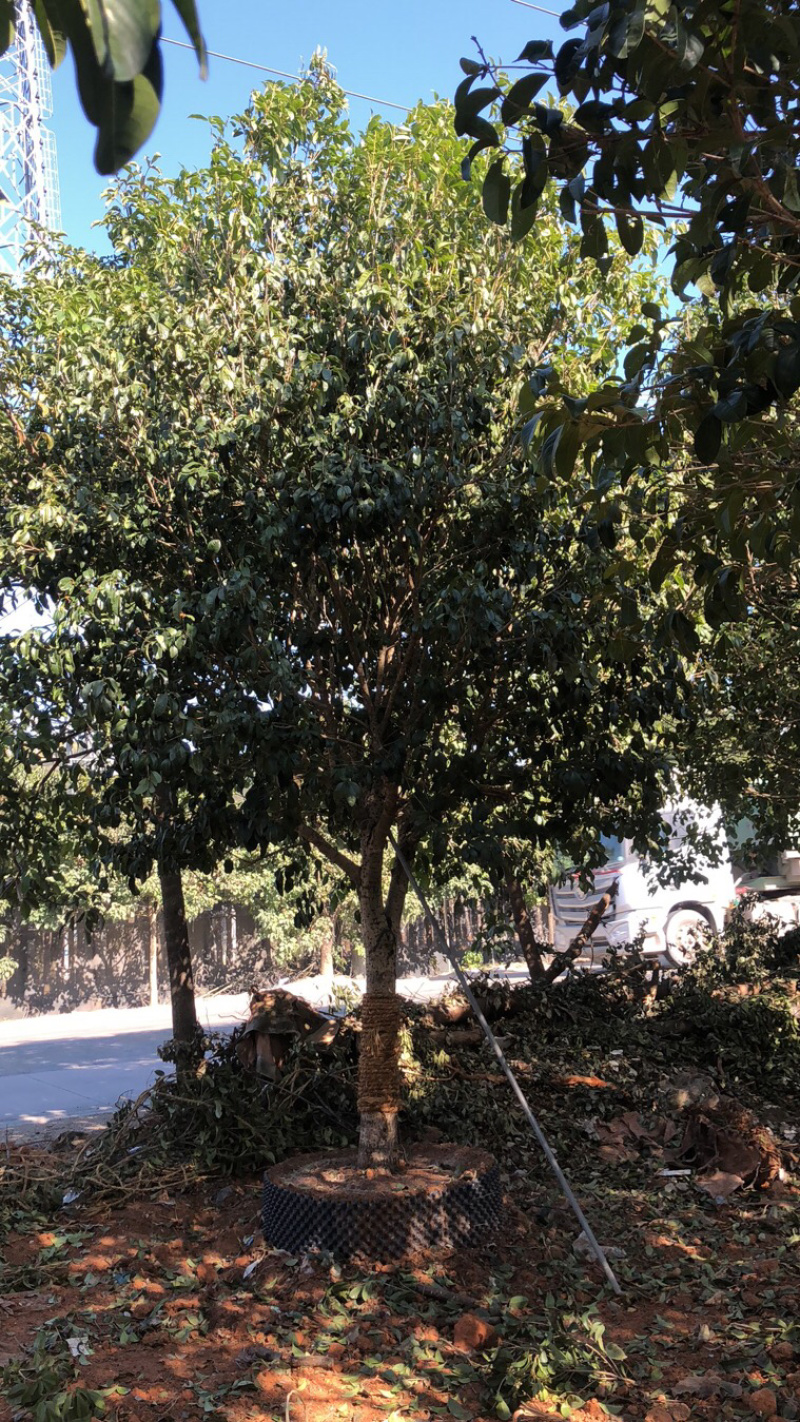 桂花(全冠)长期供应各种规格园林绿化苗木