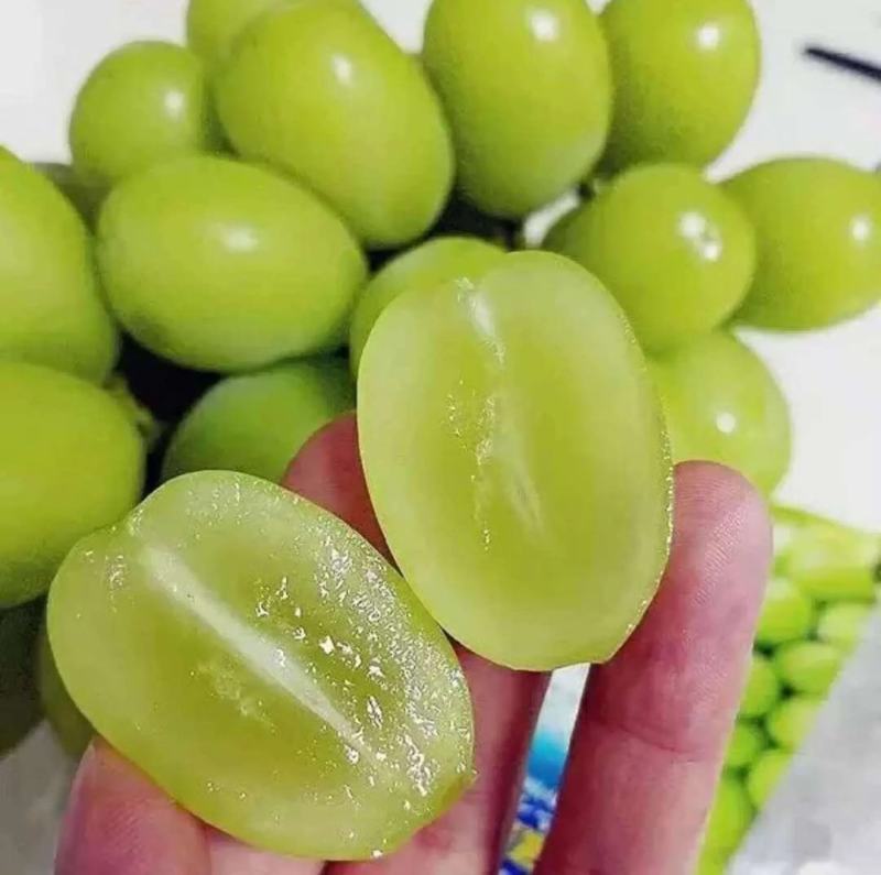 葡萄苗新品种嫁接葡萄苗阳光玫瑰甜蜜蓝宝石包品种