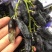 葡萄苗新品种嫁接葡萄苗阳光玫瑰甜蜜蓝宝石包品种