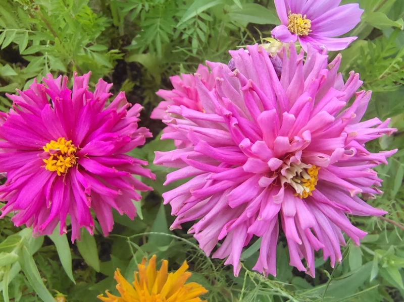 百日草种子花期长花大颜色丰富花海品种一件代发