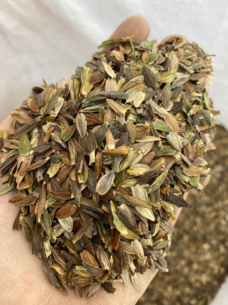 百日草种子花期长花大颜色丰富花海品种一件代发