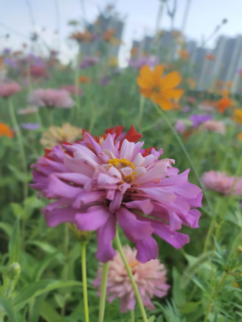 百日草种子花期长花大颜色丰富花海品种一件代发