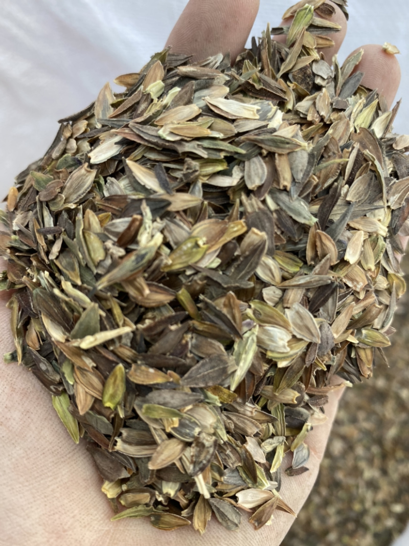 百日草种子花期长花大颜色丰富花海品种一件代发