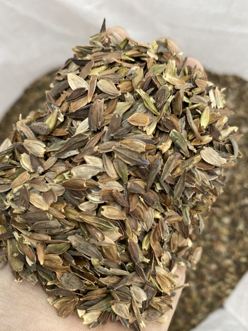 百日草种子花期长花大颜色丰富花海品种一件代发