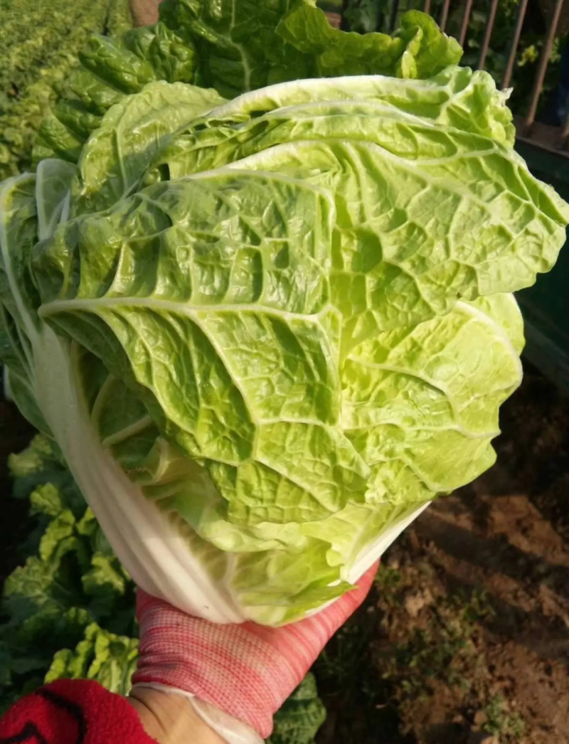 （推荐白菜）冷库新乡小包、鸡腿白菜、东京系列、视频看货