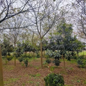 大量出售10到22公分朴树树形好价格实惠量大