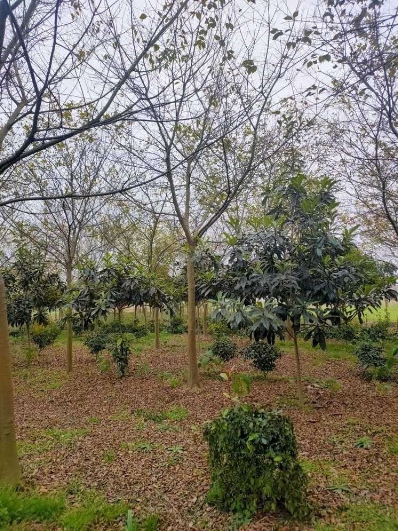大量出售10到22公分朴树树形好价格实惠量大