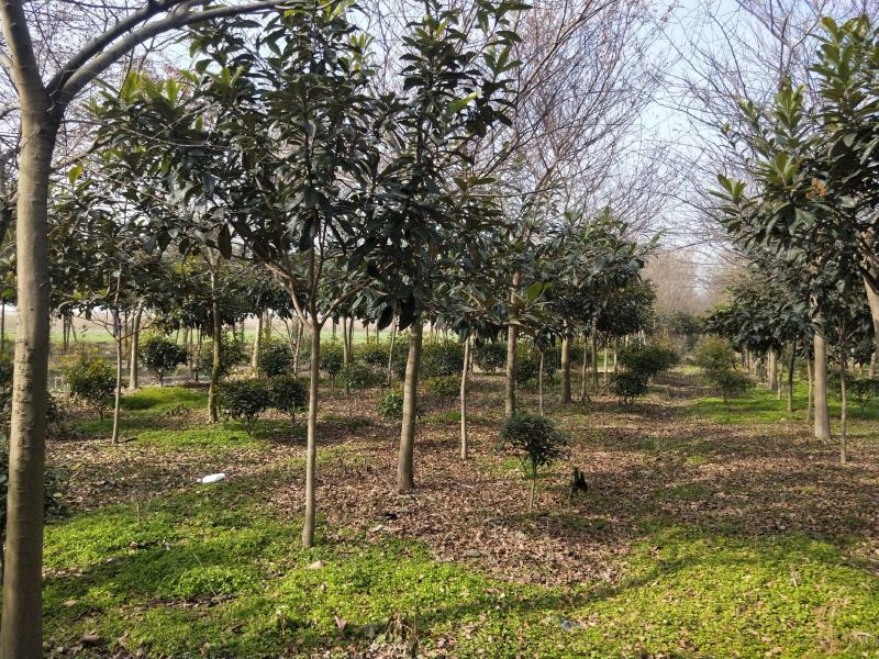 大量出售10到22公分朴树树形好价格实惠量大