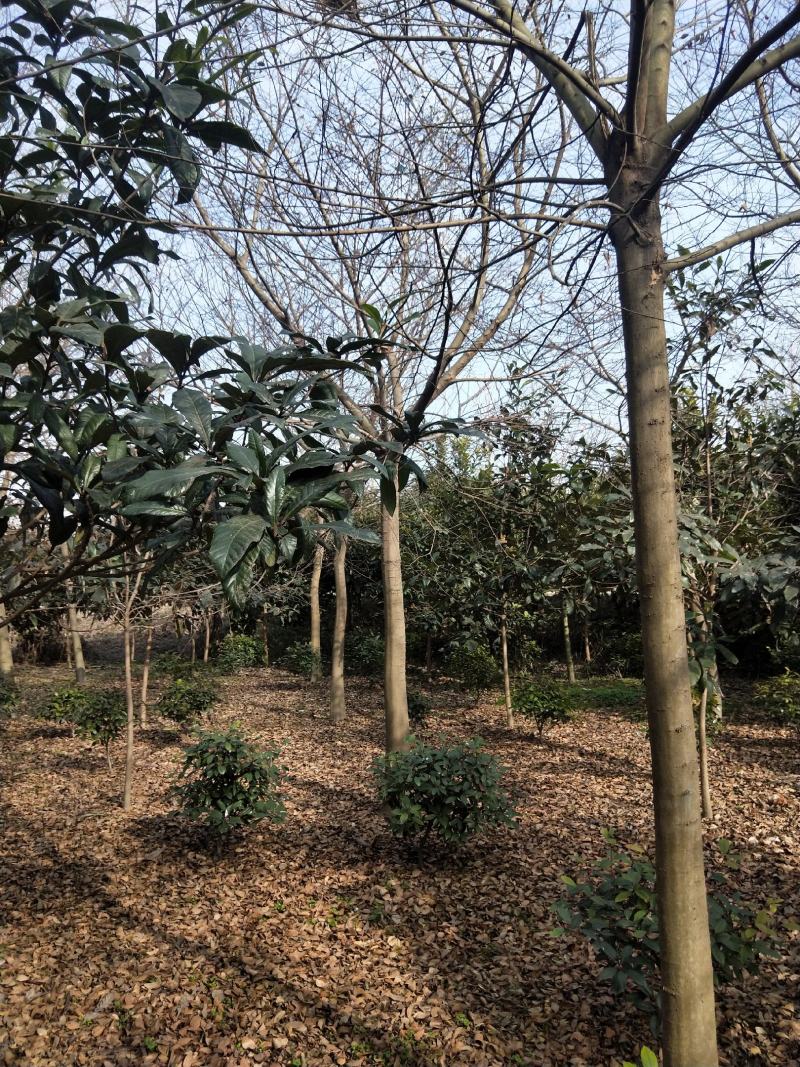 大量出售10到22公分朴树树形好价格实惠量大