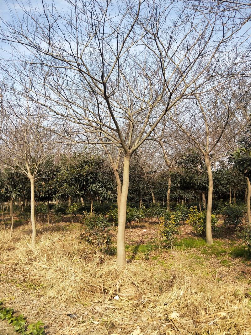 大量出售10到22公分朴树树形好价格实惠量大