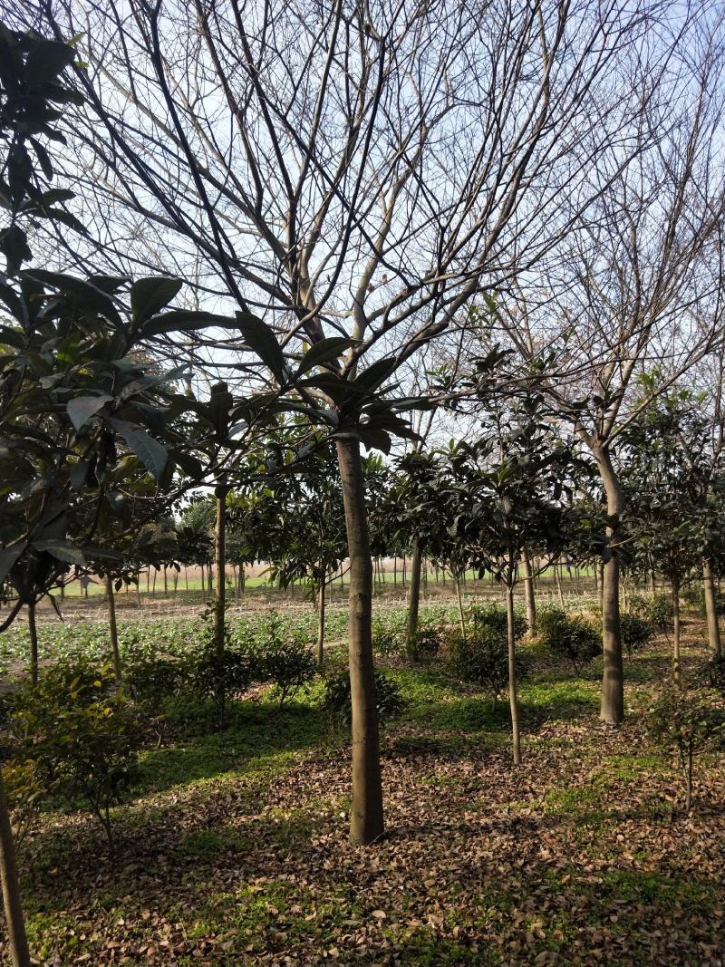大量出售10到22公分朴树树形好价格实惠量大