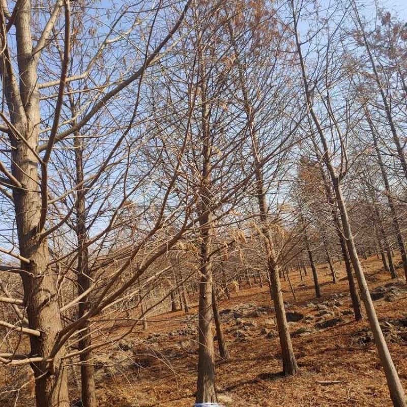 500亩8到18公分中山杉大量出售，树形好价格优