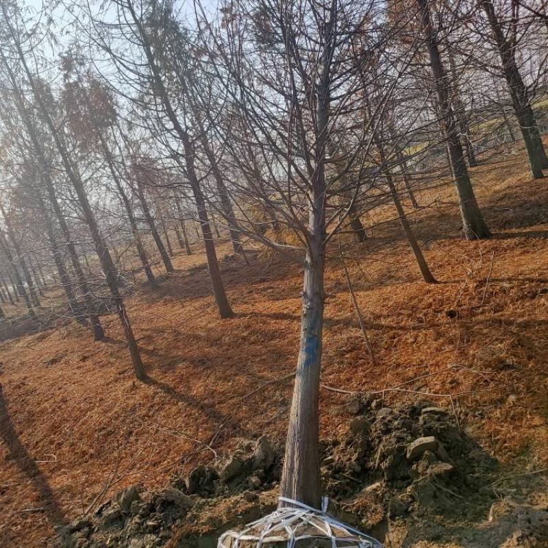 500亩8到18公分中山杉大量出售，树形好价格优
