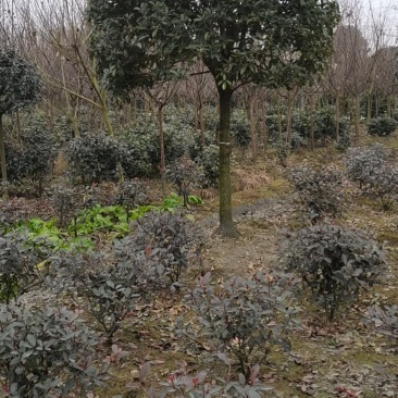 高杆桂花大量供应，产地安徽肥西，500亩基地，规格齐全