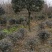 高杆桂花大量供应，产地安徽肥西，500亩基地，规格齐全