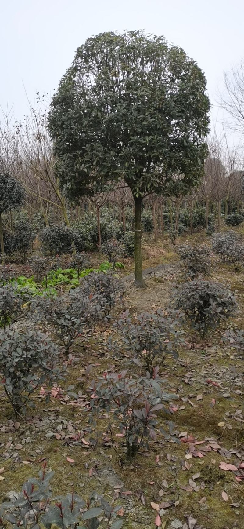 高杆桂花大量供应，产地安徽肥西，500亩基地，规格齐全