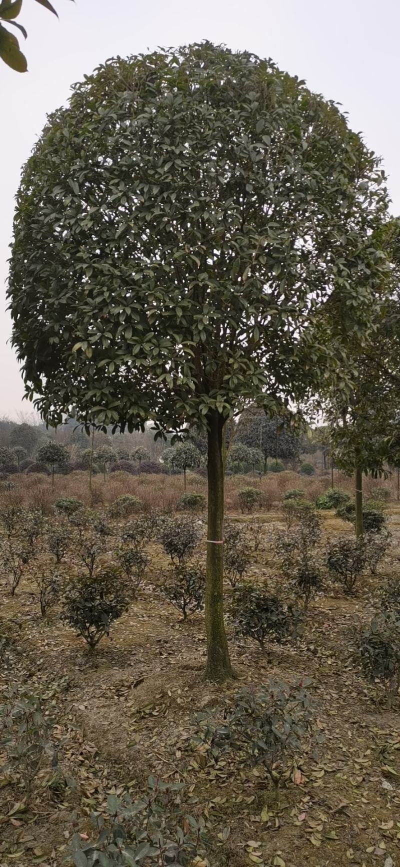 高杆桂花大量供应，产地安徽肥西，500亩基地，规格齐全