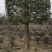 高杆桂花大量供应，产地安徽肥西，500亩基地，规格齐全