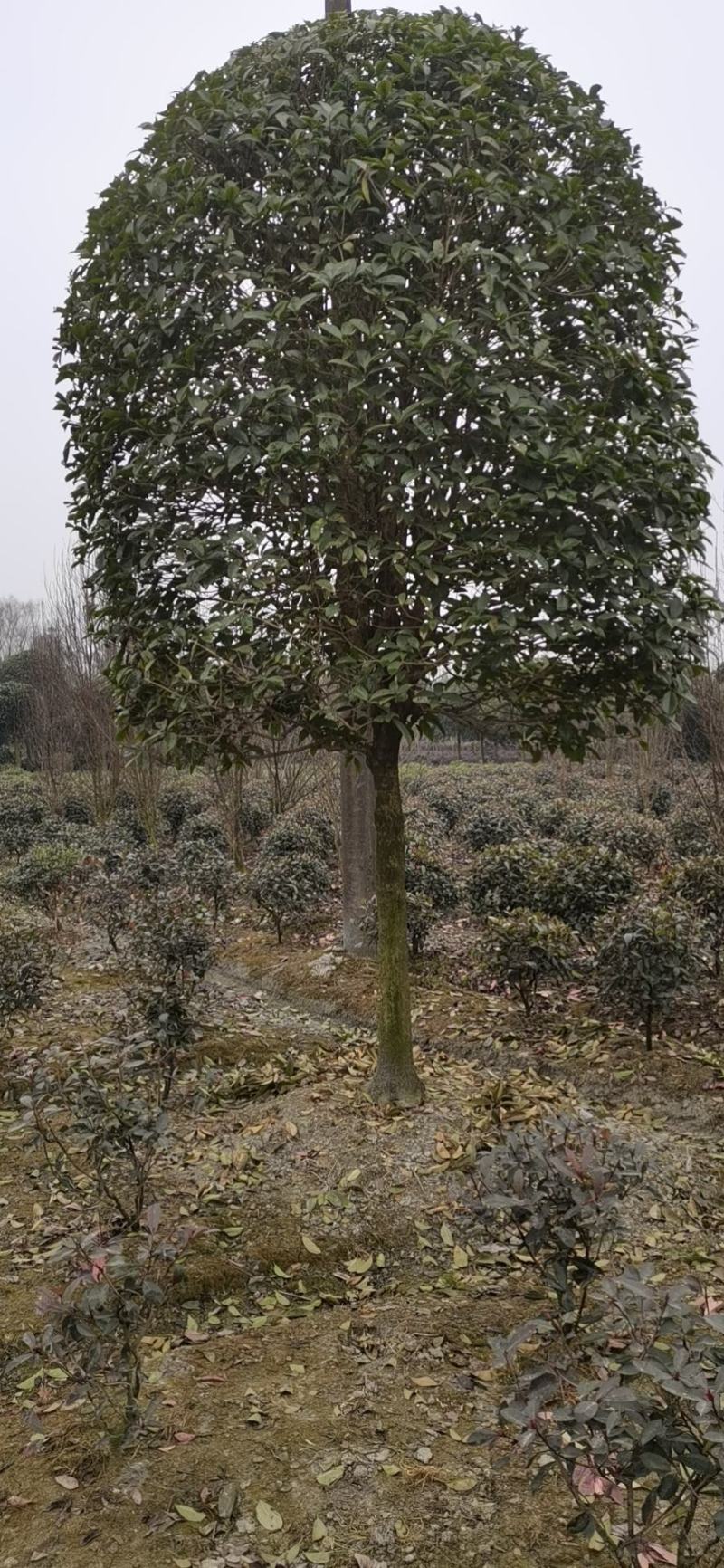 高杆桂花大量供应，产地安徽肥西，500亩基地，规格齐全