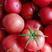 【优质】山东费县胡阳镇硬粉西红柿，量大从优，欢采购！
