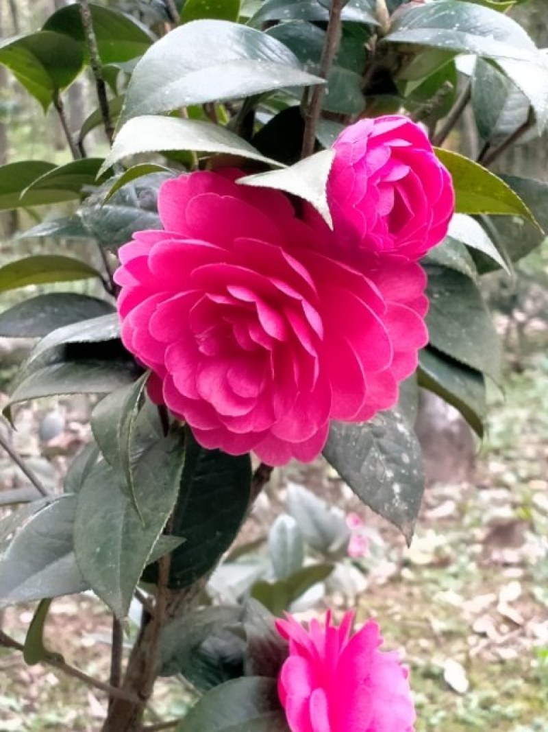 热卖茶花九曲九芯五色赤丹茶花树苗园林庭院绿化基地直销