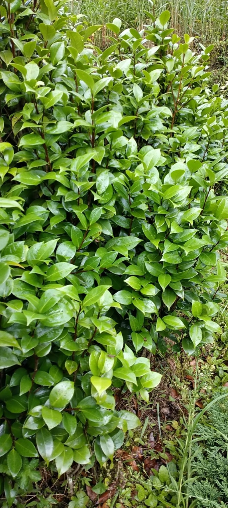 热卖茶花九曲九芯五色赤丹茶花树苗园林庭院绿化基地直销