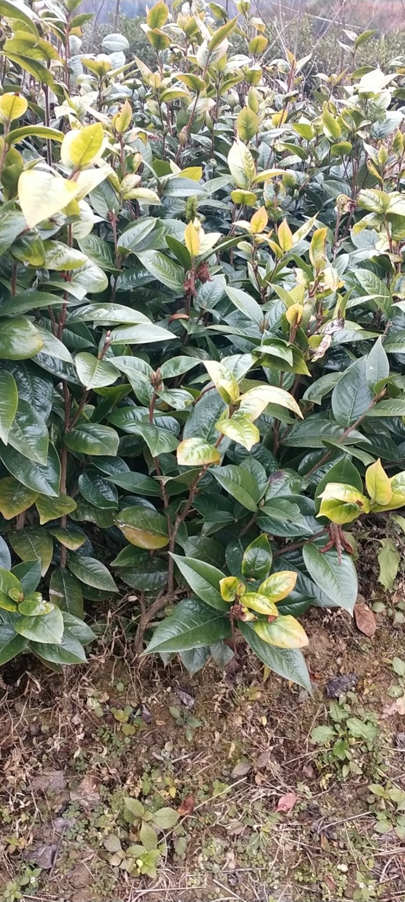 热卖茶花九曲九芯五色赤丹茶花树苗园林庭院绿化基地直销