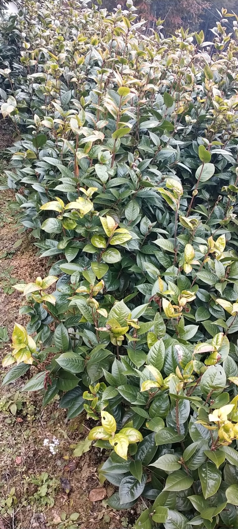 热卖茶花九曲九芯五色赤丹茶花树苗园林庭院绿化基地直销