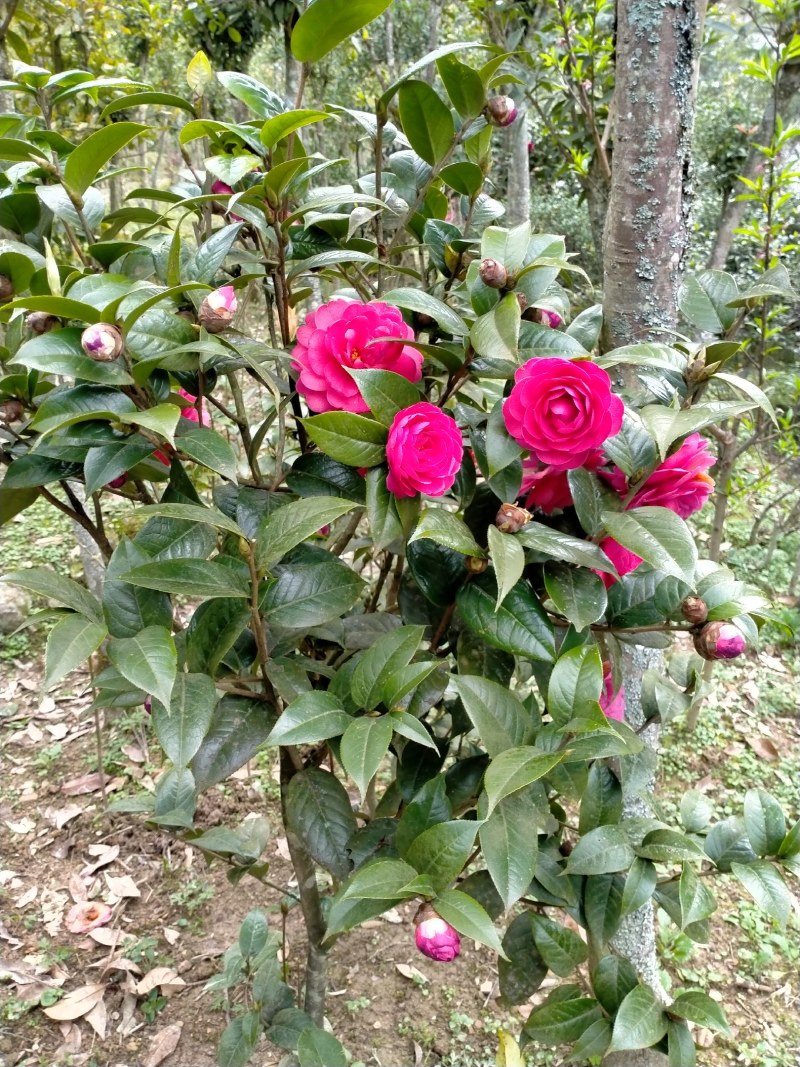热卖茶花九曲九芯五色赤丹茶花树苗园林庭院绿化基地直销