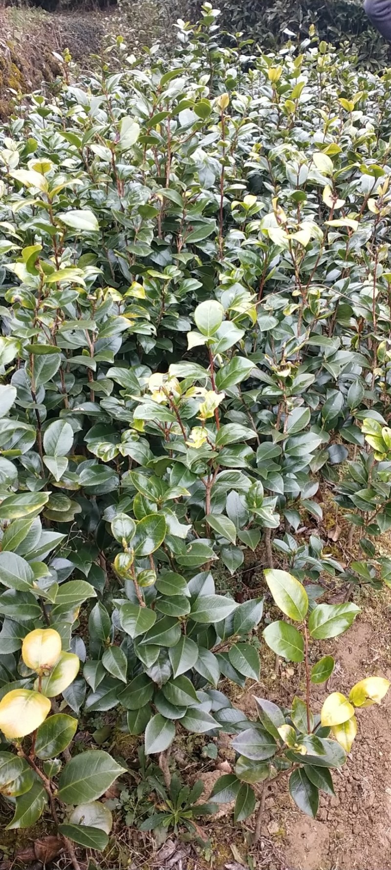 热卖茶花九曲九芯五色赤丹茶花树苗园林庭院绿化基地直销