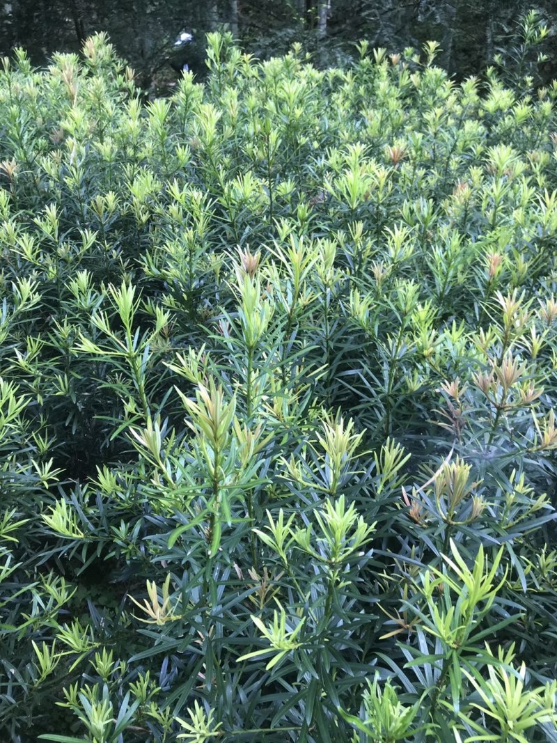 热卖南方罗汉松苗罗汉松树苗园林庭院绿化苗基地直发