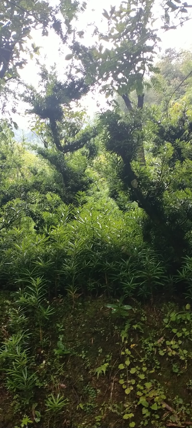 热卖南方罗汉松苗罗汉松树苗园林庭院绿化苗基地直发