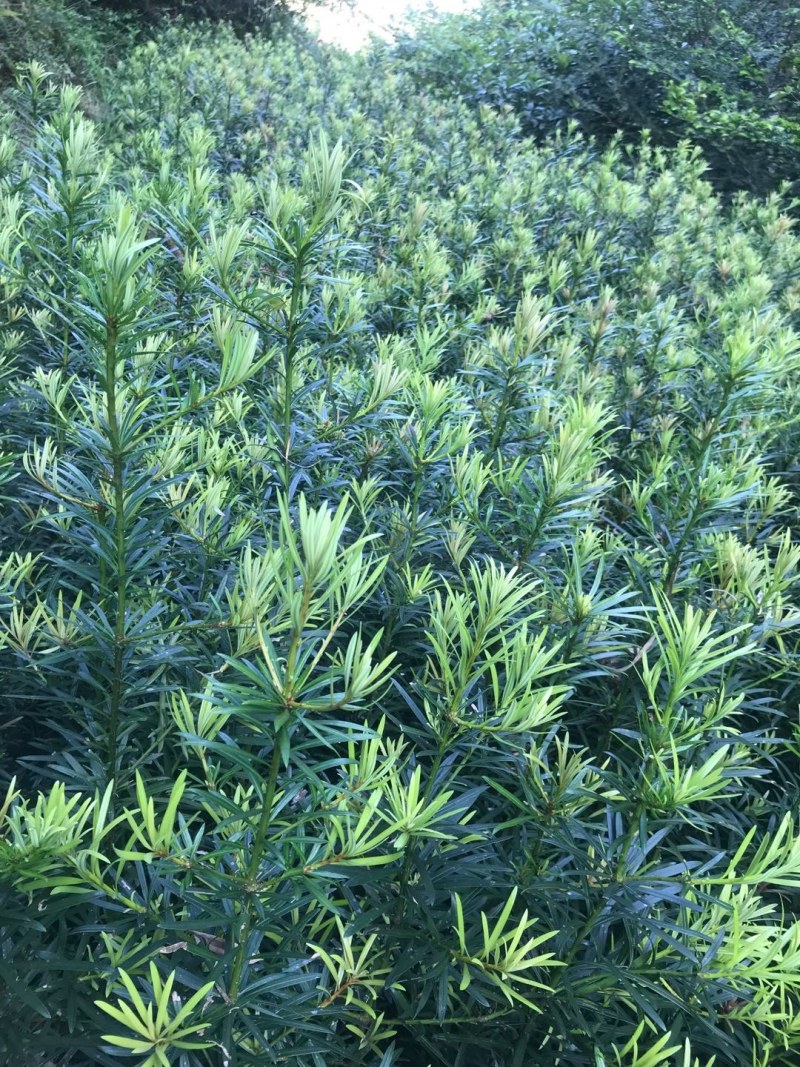 热卖南方罗汉松苗罗汉松树苗园林庭院绿化苗基地直发