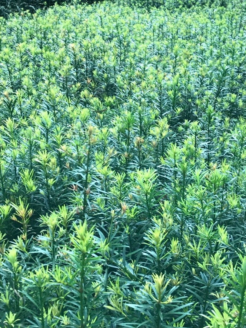 热卖南方罗汉松苗罗汉松树苗园林庭院绿化苗基地直发