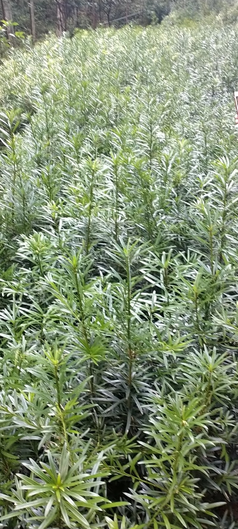 热卖南方罗汉松苗罗汉松树苗园林庭院绿化苗基地直发