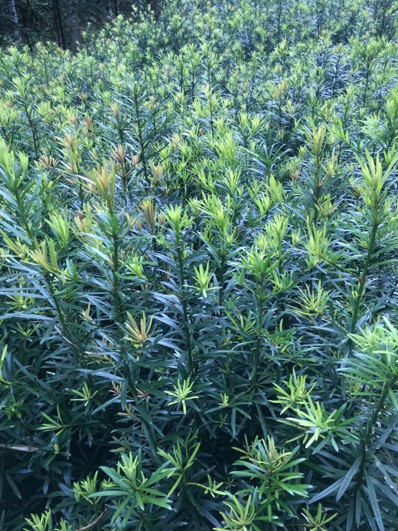热卖南方罗汉松苗罗汉松树苗园林庭院绿化苗基地直发