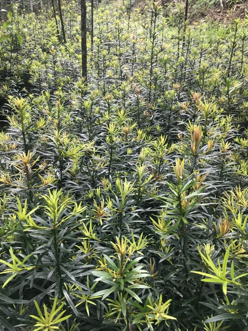 热卖南方罗汉松苗罗汉松树苗园林庭院绿化苗基地直发