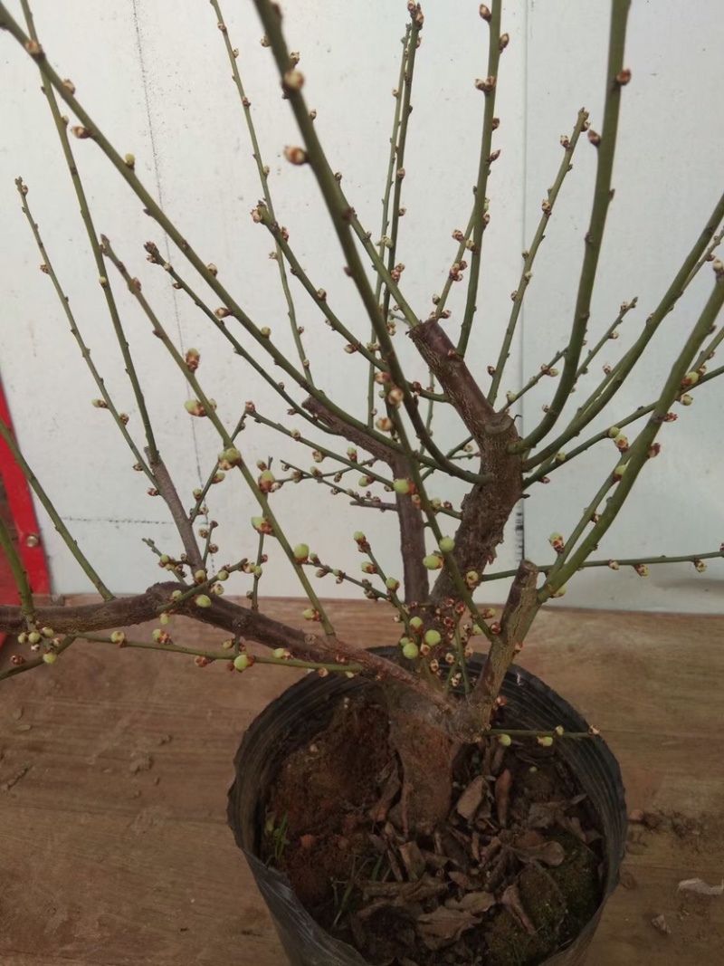 绿梅耐寒植物绿梅盆栽浓香型绿鄂梅原生绿梅老桩植物
