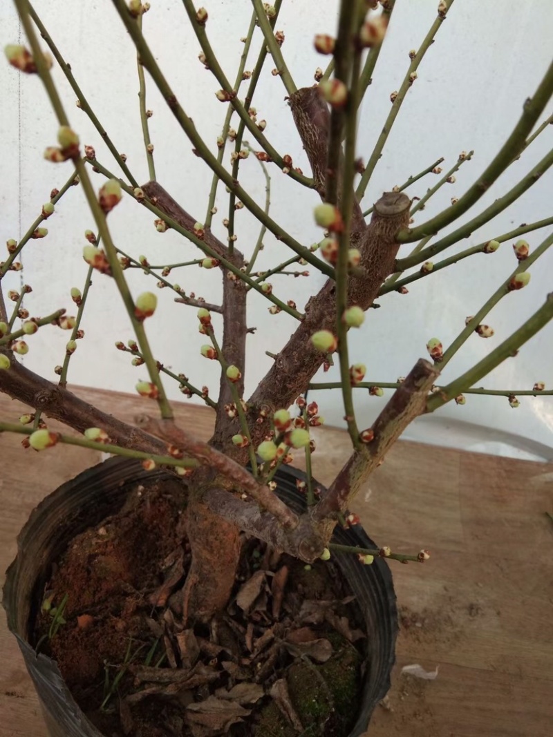 绿梅耐寒植物绿梅盆栽浓香型绿鄂梅原生绿梅老桩植物