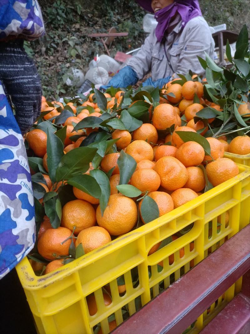 西林，沙糖桔，皮薄，口感细腻，欢迎各地果商来订购