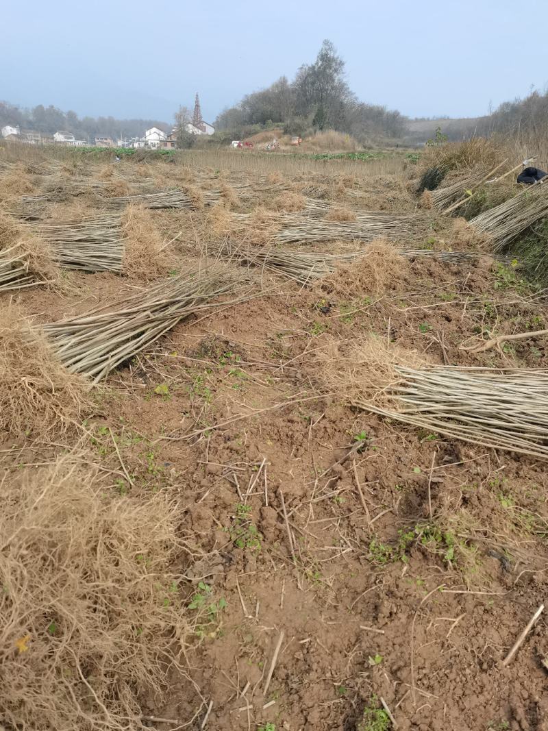 陕西汉中山桐子苗1-2年生大量有货地径0.8以上有货