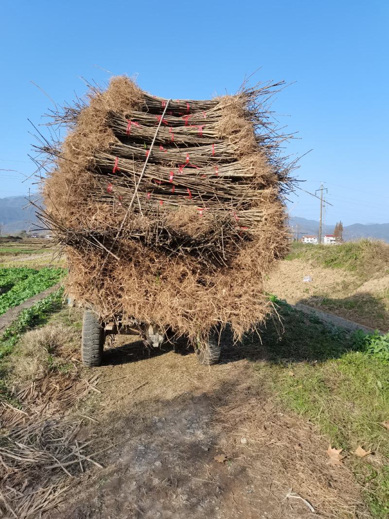 陕西汉中山桐子苗1-2年生大量有货地径0.8以上有货