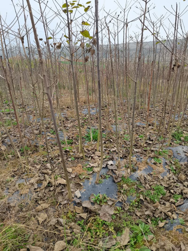 陕西汉中山桐子苗1-2年生大量有货地径0.8以上有货